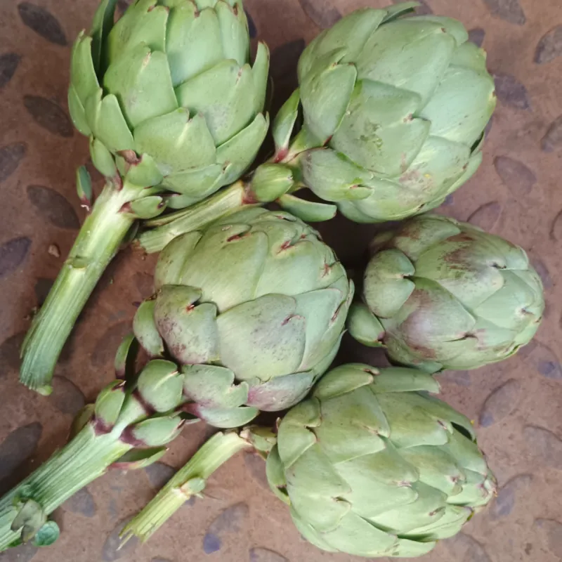 Artichoke