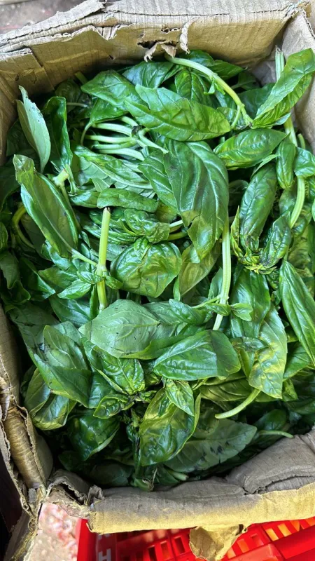 Basil leaves