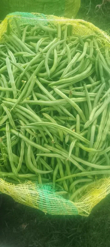 Beans