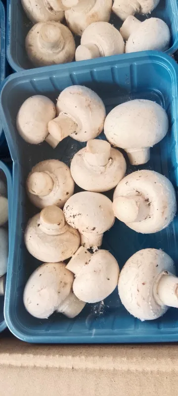 Button Mushroom