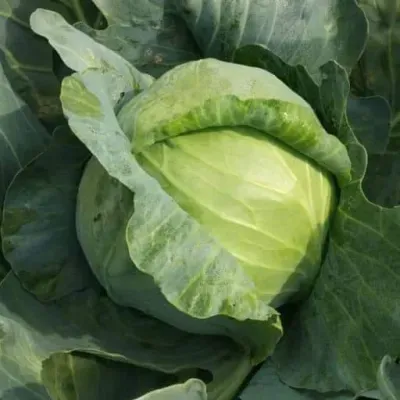 Cabbage Green
