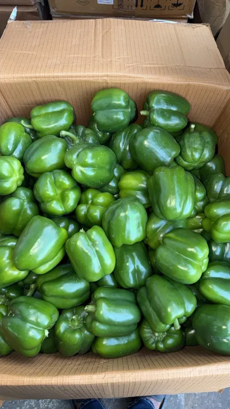 Capsicum Green