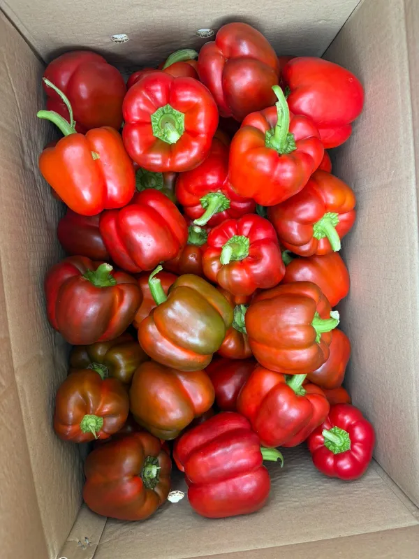 Capsicum Red
