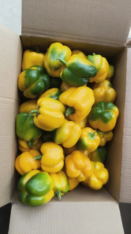 Capsicum Yellow