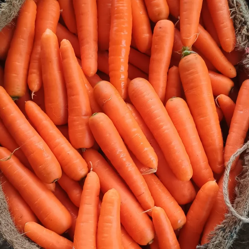 Carrot