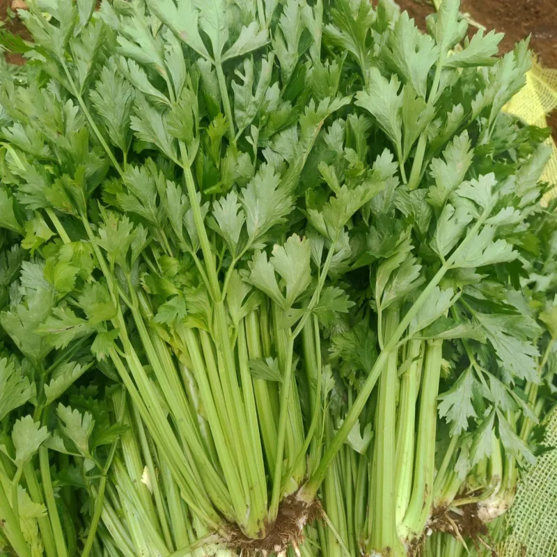 Celery