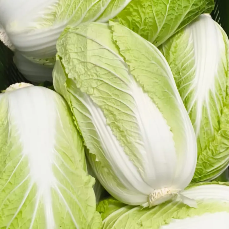 Chinese Cabbage