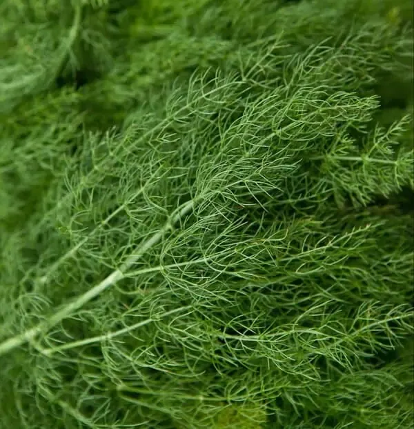 Dill leaves