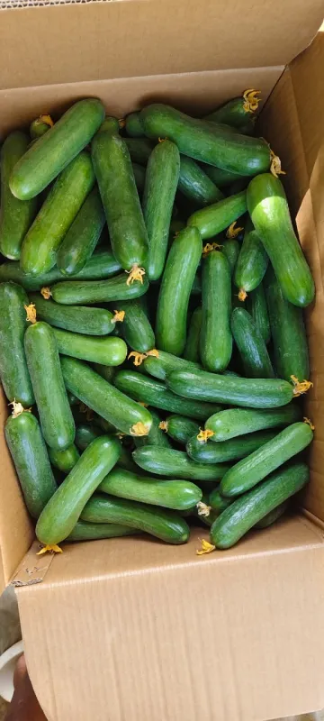 English Cucumber