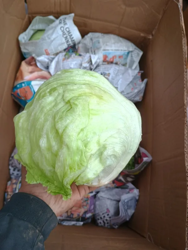 Iceberg Lettuce