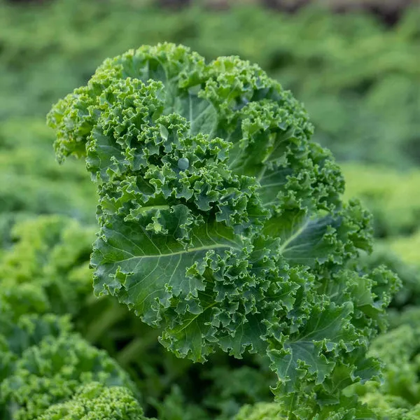 Kale