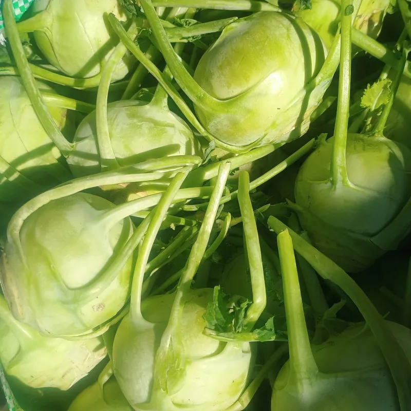 Knol Khol
