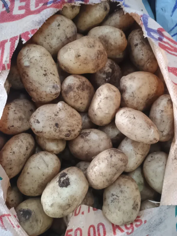 Potato