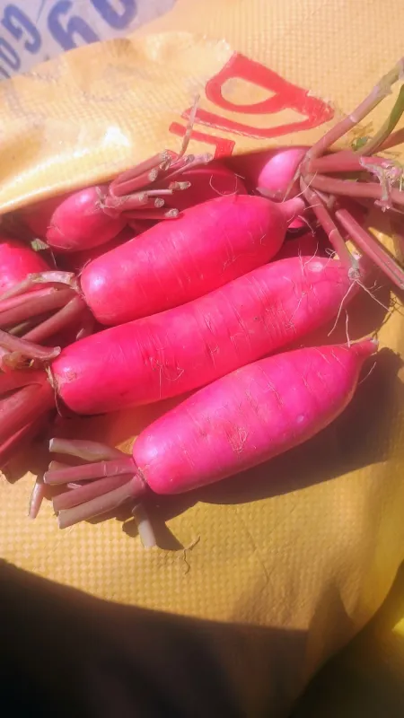 Radish Red