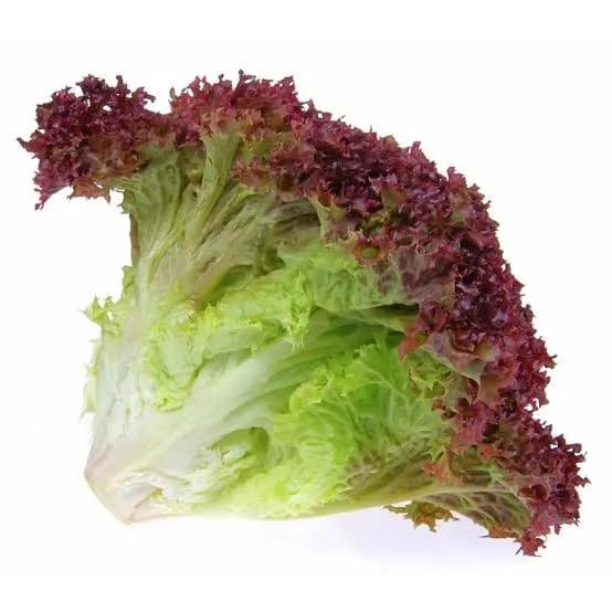 Red Lettuce