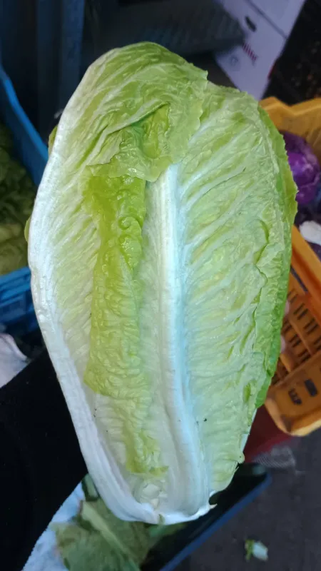 Romain Lettuce