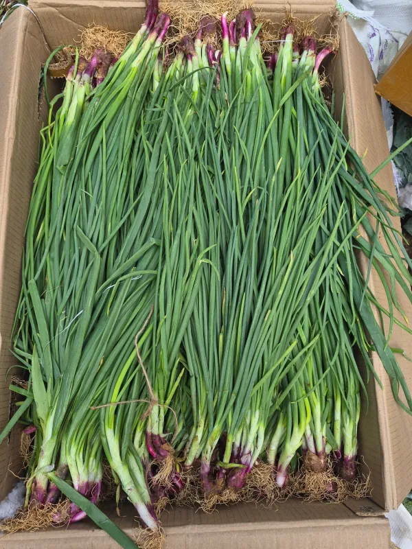 Spring Onion