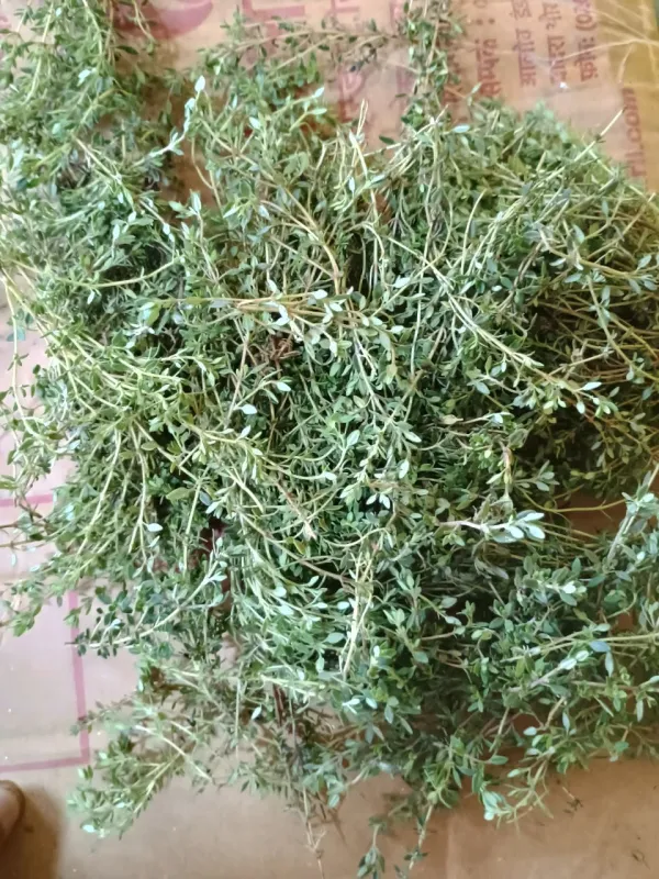 Thyme
