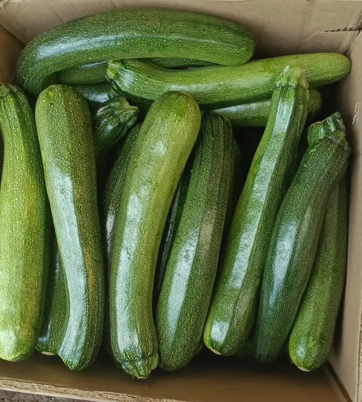 Zucchini Green
