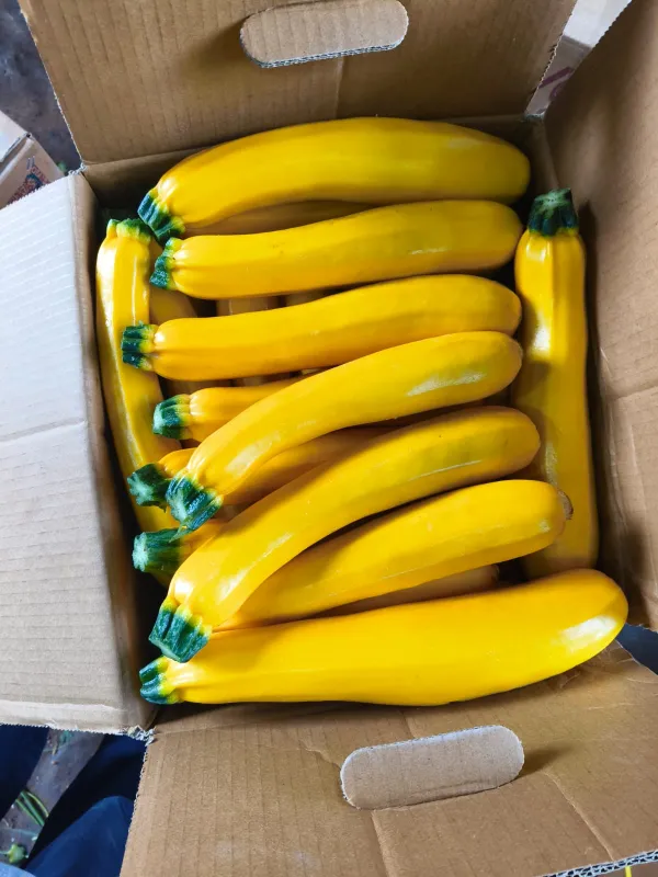 Zucchini Yellow